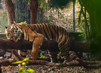 View of tiger resting on tree trunk