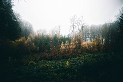 Plants growing on field