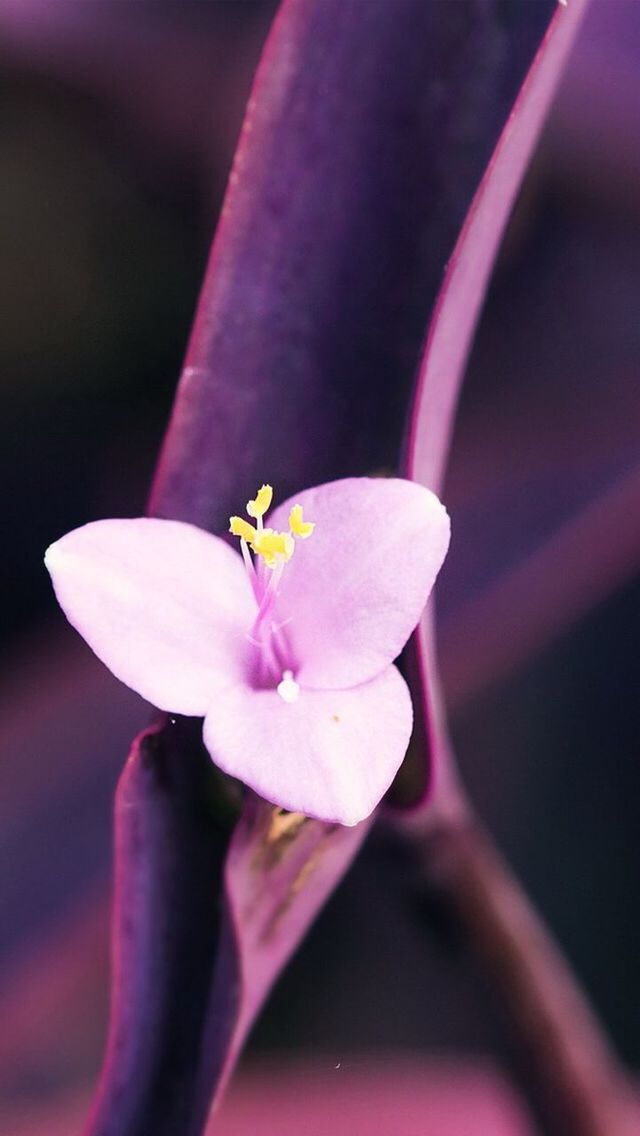 flower, petal, fragility, flower head, freshness, close-up, growth, pink color, beauty in nature, single flower, stamen, focus on foreground, nature, purple, blooming, selective focus, pollen, in bloom, blossom, plant