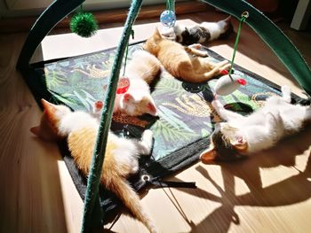 High angle view of cat relaxing at home