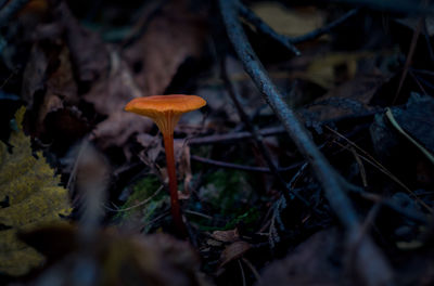 Close-up of mushroom growing on field