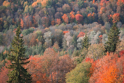 Pine trees in forest during autumn