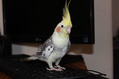 Close-up of parrot perching at home