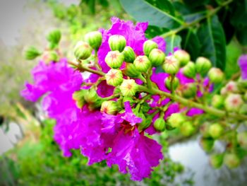 Close-up of purple flowers