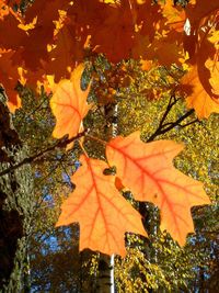 Low angle view of autumn leaves