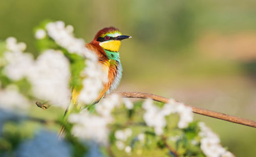 Close-up of bird perching on plant