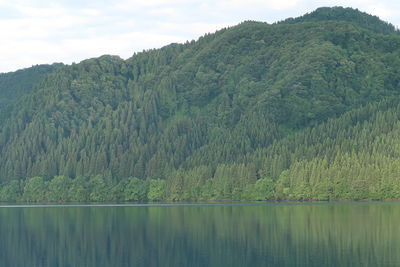 Scenic view of lake in forest against sky