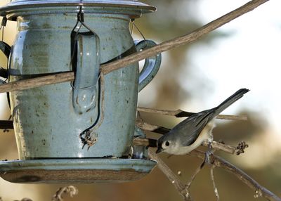 Close-up of bird perching on feeder