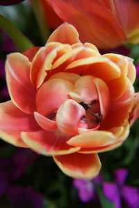 Close-up of pink rose