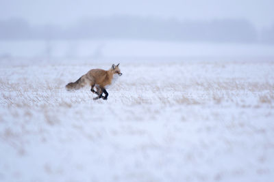 Side view of fox running on snowy land during winter