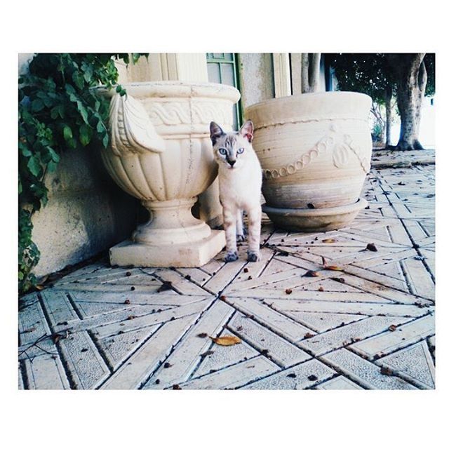 transfer print, auto post production filter, day, wood - material, outdoors, art and craft, sunlight, no people, built structure, creativity, art, animal themes, abandoned, paving stone, animal representation, human representation, high angle view, architecture, sidewalk, wood