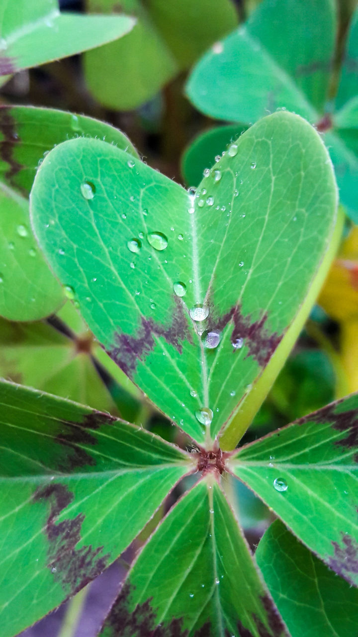 CLOSE-UP OF WET LEAVES