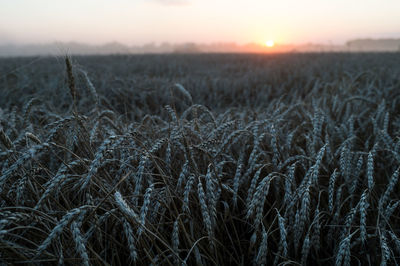 Scenic view of field against sky at sunset