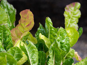 Close-up of green leaves