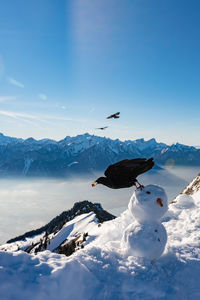 Bird flying over snow covered mountains against sky