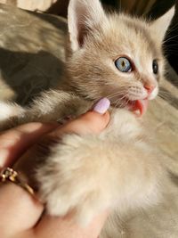 Close-up of hand holding kitten