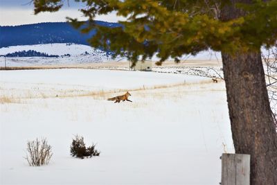 View of an animal on snow covered land