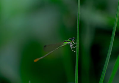 Close-up of insect on grass
