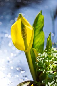 Close-up of yellow flowering plant