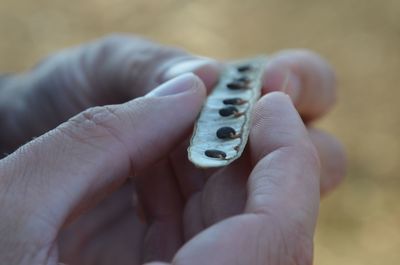 Close-up of hands holding leaf with seeds