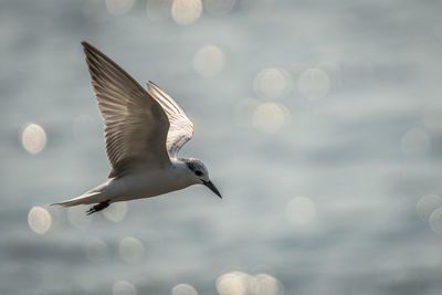 Whiskered tern flying over shimmering ocean