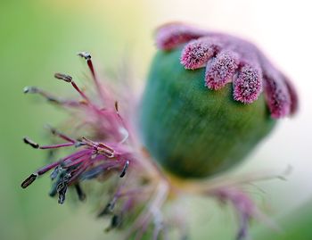 Close-up of pink flowering plant