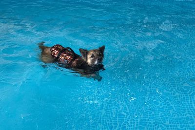 High angle view of dog swimming in pool