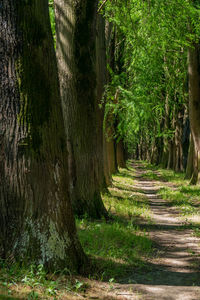 Footpath amidst trees in forest