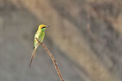 Close-up of bird perching on branch