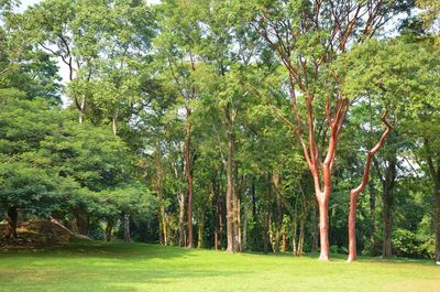 Trees in forest