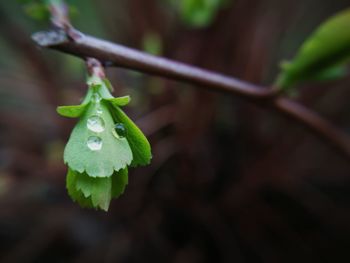 Close-up of dew drops on leaves