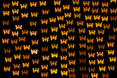 Full frame shot of leaves
