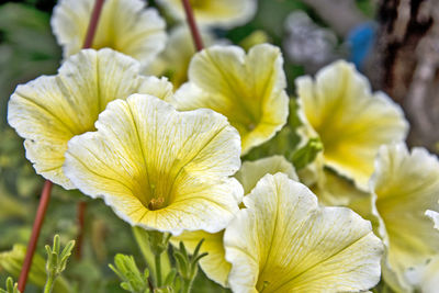 Close-up of yellow flowering plant