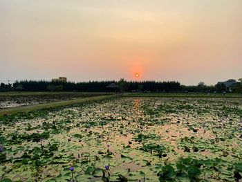 Scenic view of field against sky during sunset