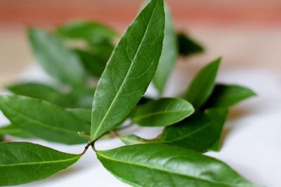 Close-up of leaves in plant