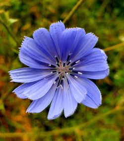 Close-up of purple blue flower