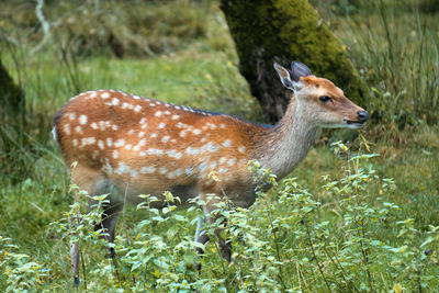 animal themes