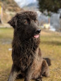 Close-up of dog sitting on field