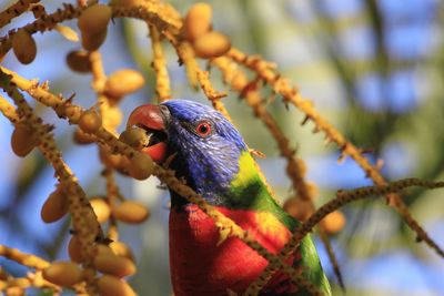 Close-up of parrot perching on tree