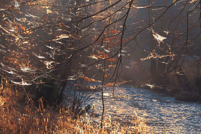 Scenic view of river in forest