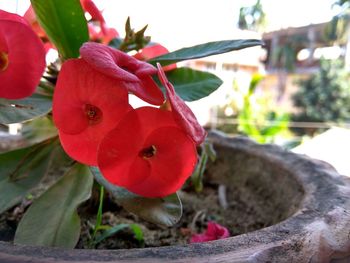 Close-up of pink flower