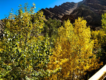 Scenic view of yellow flowering plants against sky