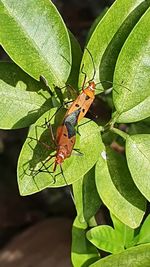 Close-up of insect on leaves