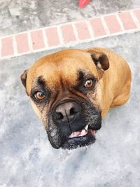 Close-up portrait of a dog
