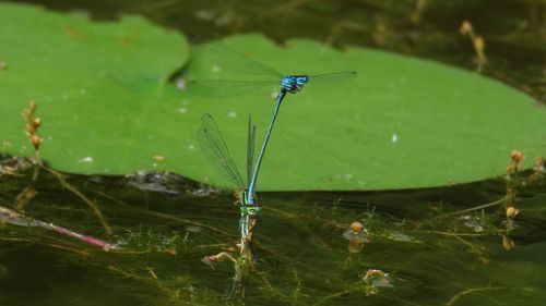 Insect on green leaf