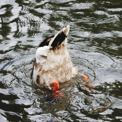 Close-up of duck swimming in lake