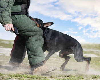 Low angle view of dog standing on field