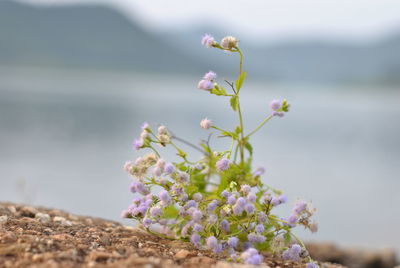 Close-up of pink flowering plant