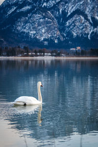 Swan swimming in lake