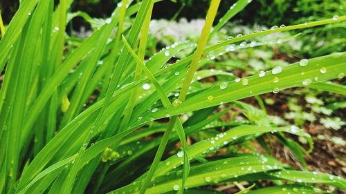 Close-up of wet plants